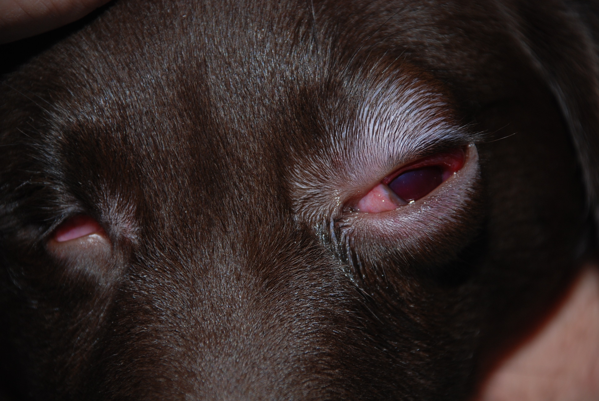 Eosinophiles Granulom bei der Katze