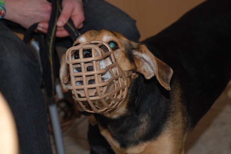  Allergische Reaktionen