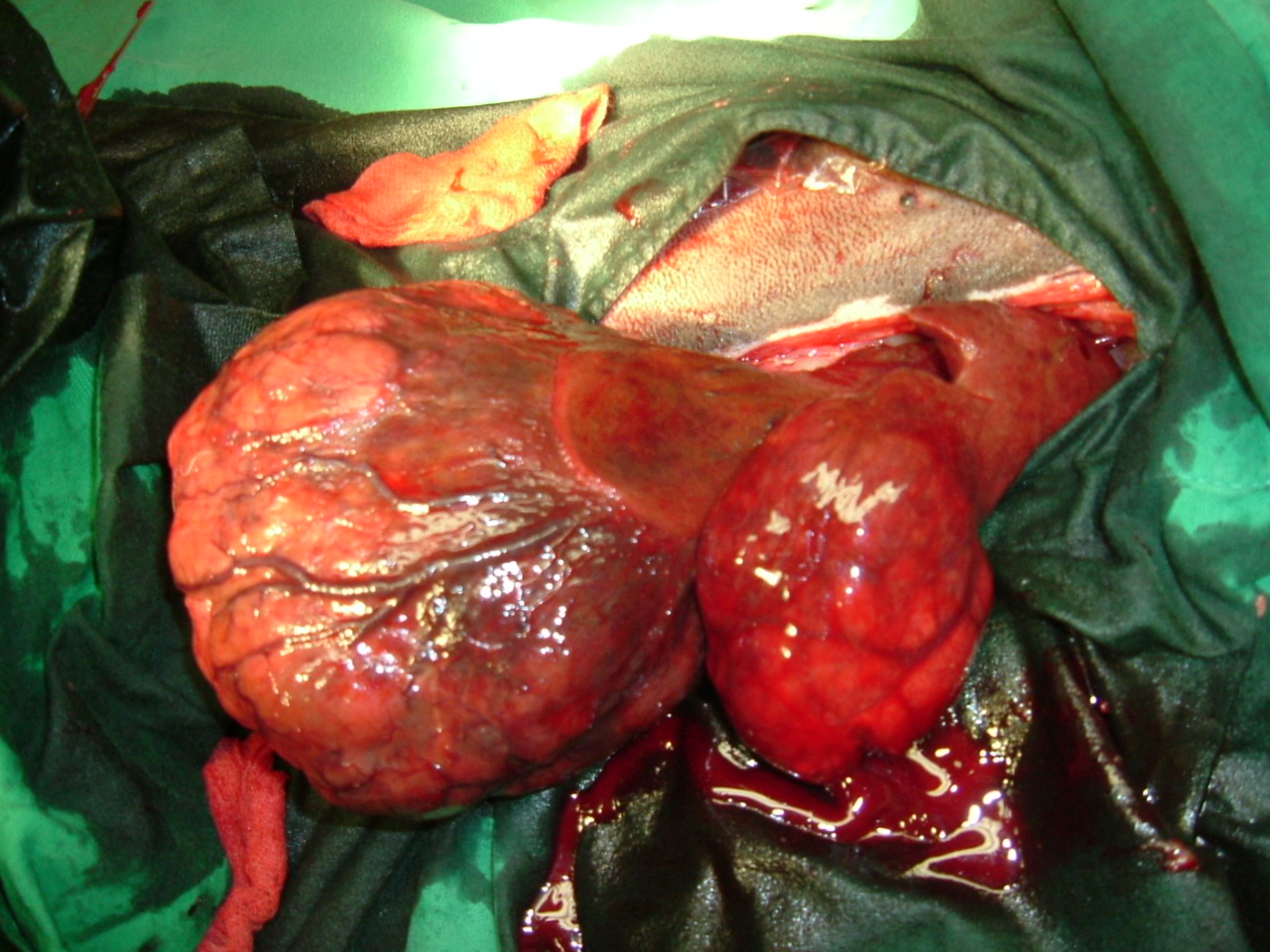  Milztumor bei einem Hund Milztumor bei einem Hund