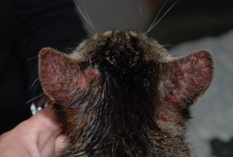  Dermatitis bei einer Katze Dermatitis bei einer Katze
